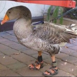 Meet your Posher, Maddie